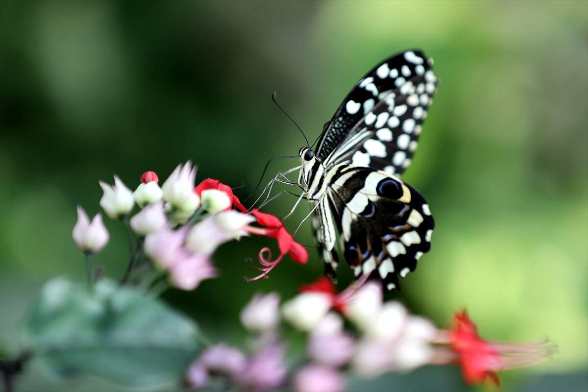 Şebi Arus için gelenler Konya’nın ünlü mekanında huzur bulacak 25